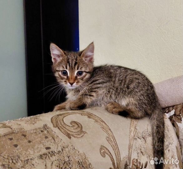 Котята малышата