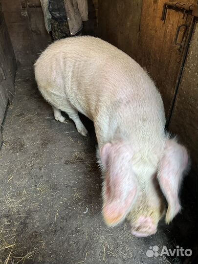 Хряк ландрас