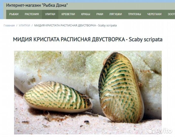 Мидия криспата расписная двустворка - Scaby scripa