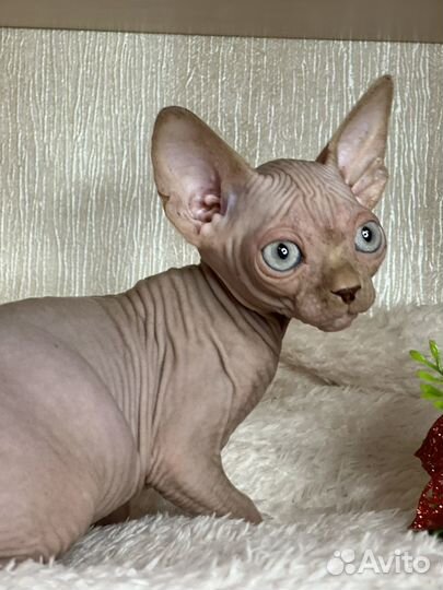 Канадский сфинкс