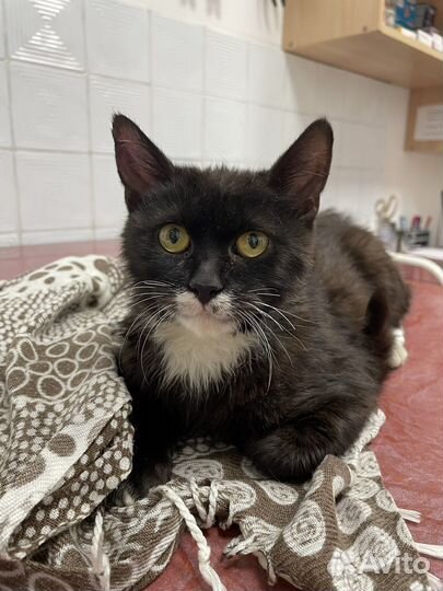 Очаровательный котик 6 мес