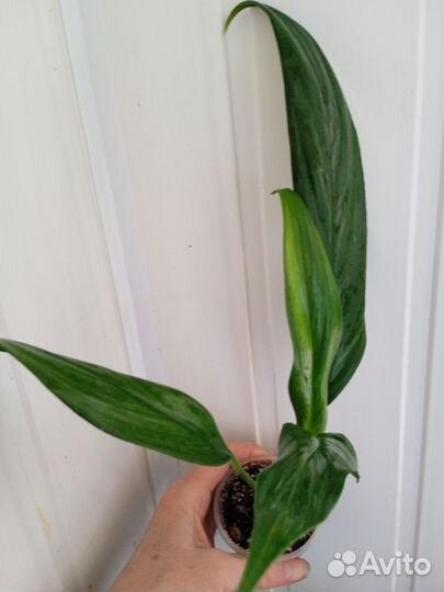 Эпипремнум