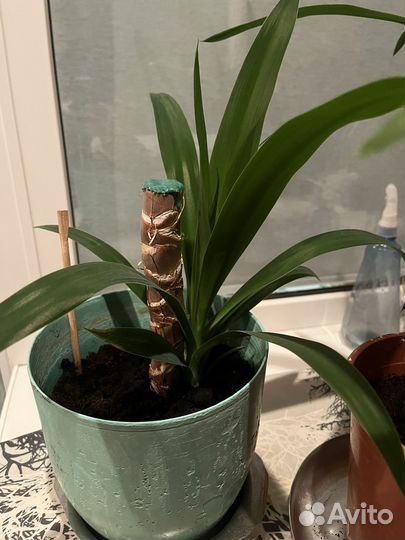 Пальма юкка