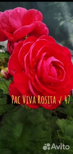 Пеларгонии сортовые