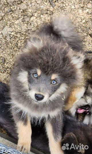 Редкий щенок шпица и шакала