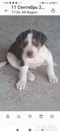 Русская пегая гончая