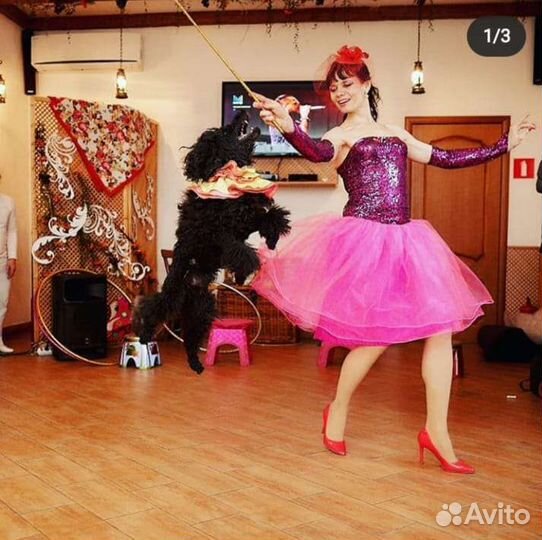 Артисты,аниматоры,шоу с животными,пудель-шоу,цирк