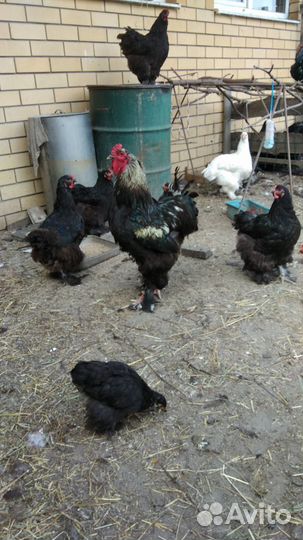 Инкубационное яйцо кур брама