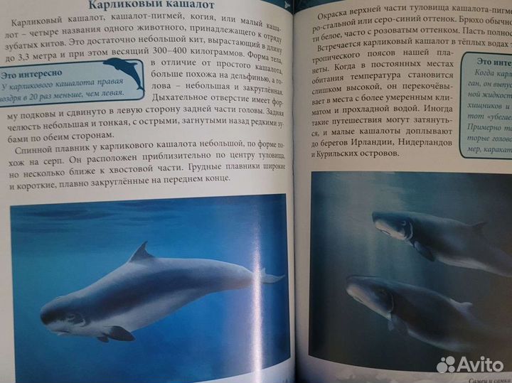 Энциклопедия