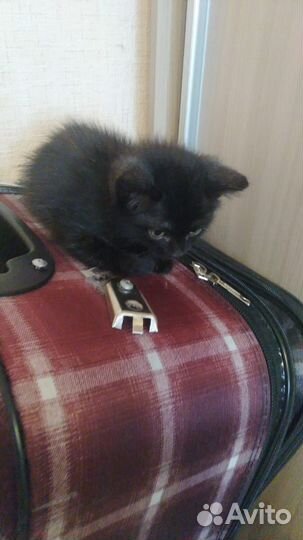 Кошка и котятки