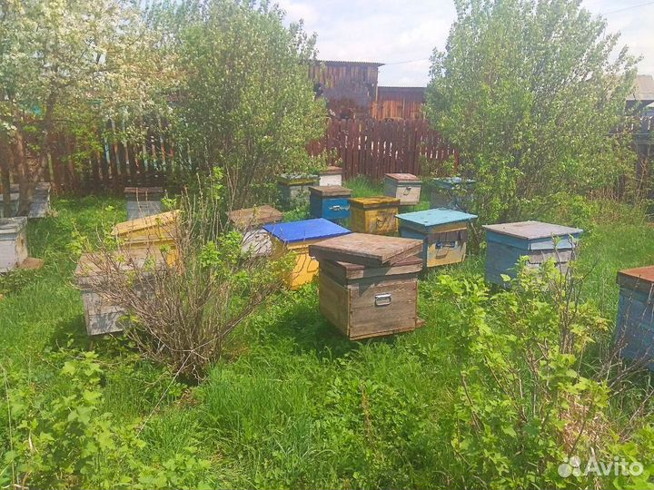 Продам пчёл (пчелосемьи)