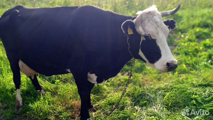 Корова стельная