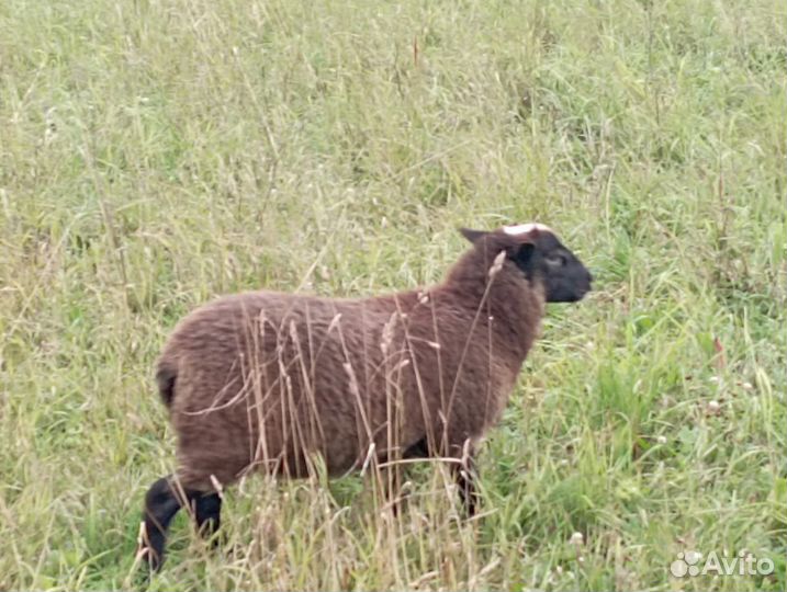 Стадо баранов