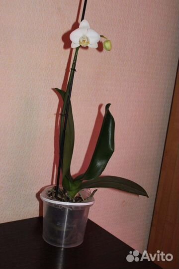 Орхидея фаленопсис Кембридж