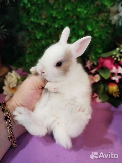 Мини карликовый кролик. Большой выбор