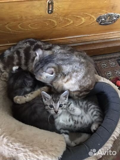 Британские котята