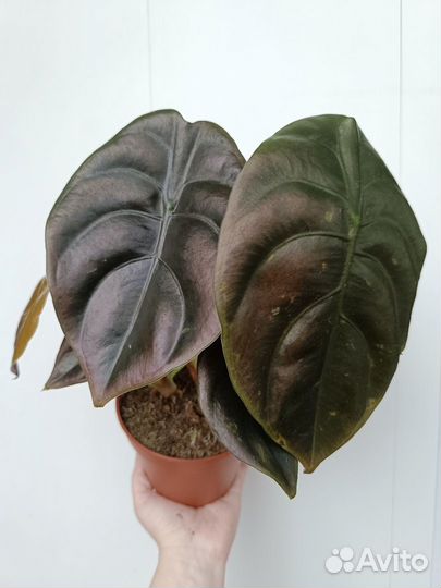 Алоказия Ред Секрет