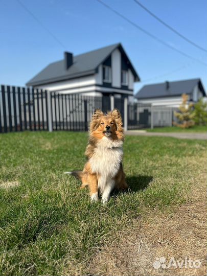 Щенки шелти