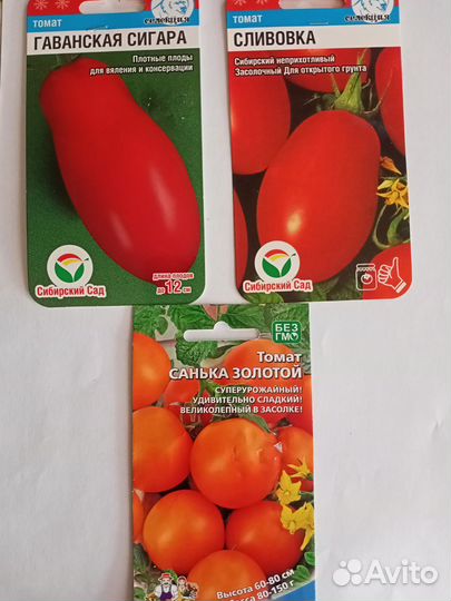 Рассада помидор