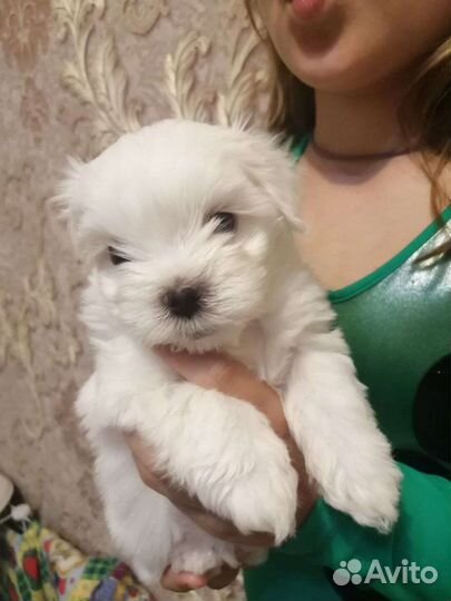 Щенки мальтийской болонки