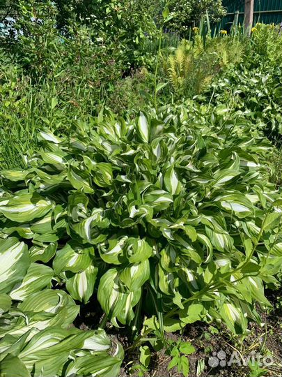 Продажа растений