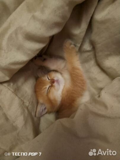 Британская золотая шиншилла котёнок