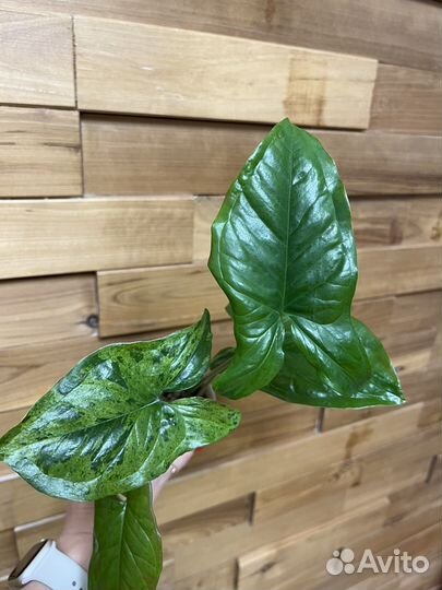 Сингониум мотя