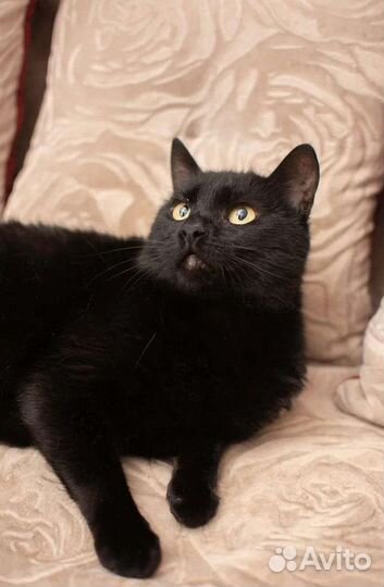 В добрые руки