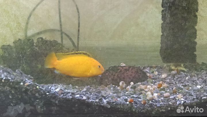 Рыбки Димасони цихлиды