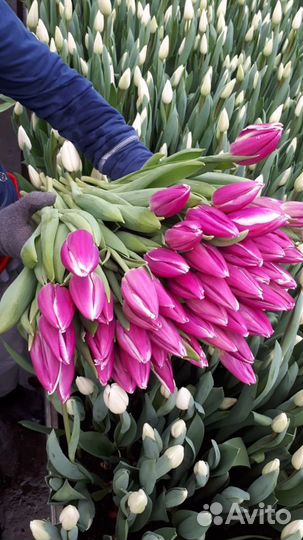 Тюльпаны бердск опт