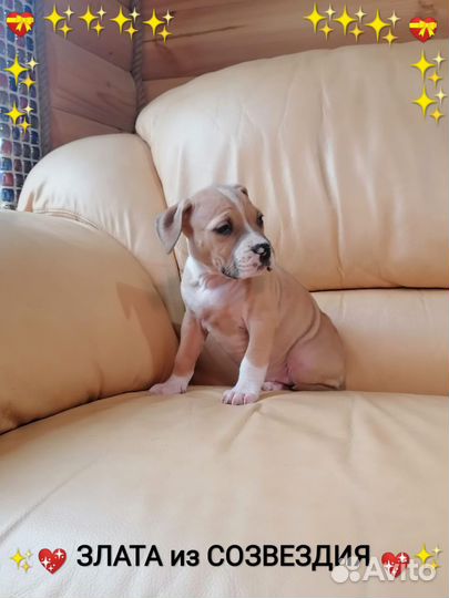 Сказочная малышка Ам.Стафф.терьера(с документами)