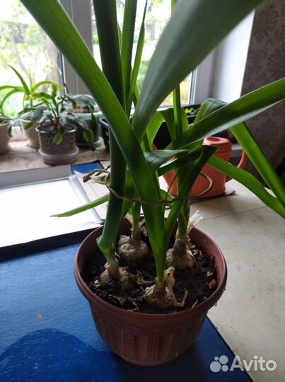 Индийский лук