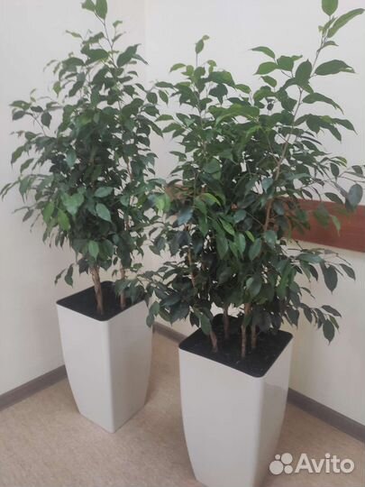 Фикус Бенджамина