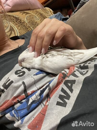 Птенцы кореллы безщекие