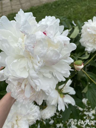 Сара Бернар, Пионы кусты