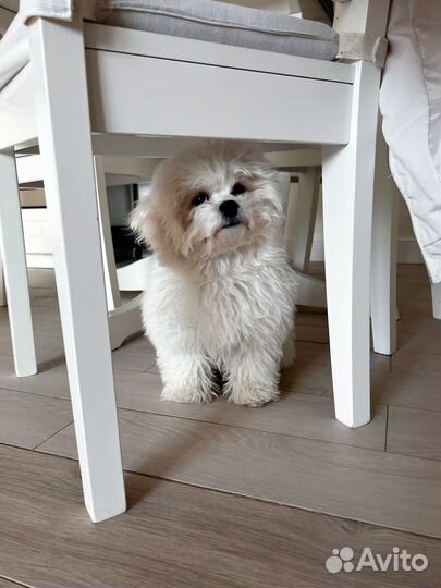 Бишон Фризе РКФ девочка