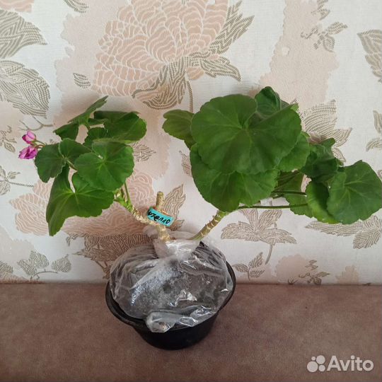 Сортовая пеларгония - Ю-Тарантела