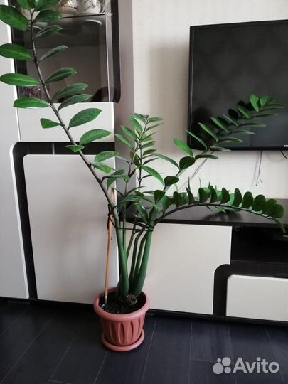 Замиокулькас