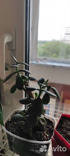 Красула толстянка. Растения