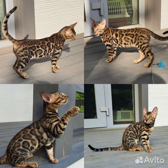 Бенгальские котята редких окрасов
