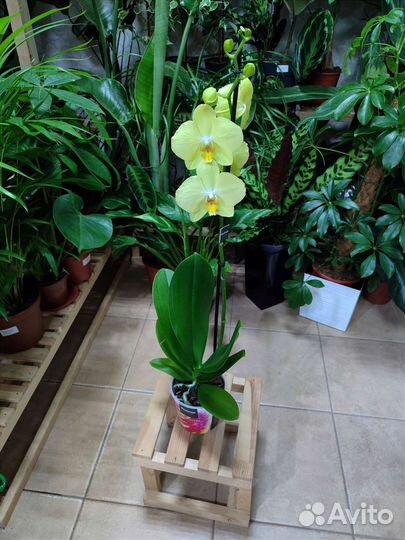 Орхидея фаленопсис Ferrara