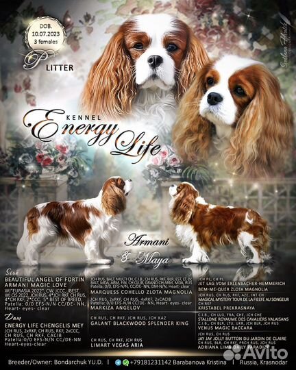 Кавалер кинг чарльз спаниель щенок девочка