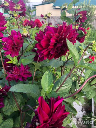 Корни георгин