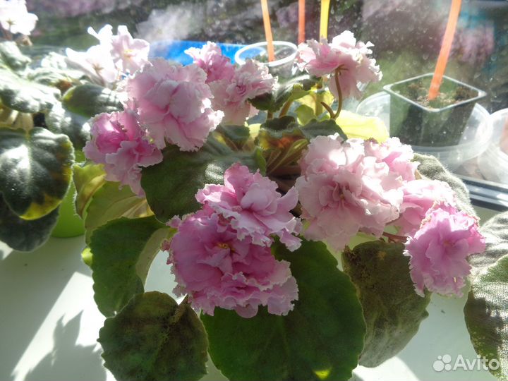 Сортовые фиалки