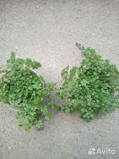 Солейролия