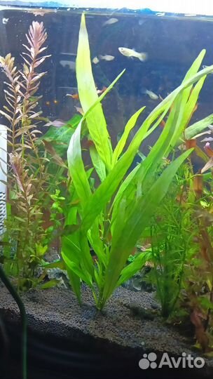 Растения для аквариума