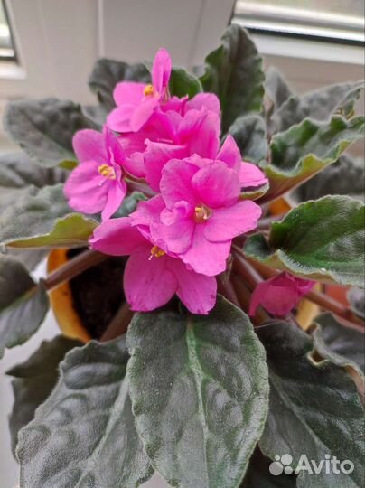 Цветы фиалки