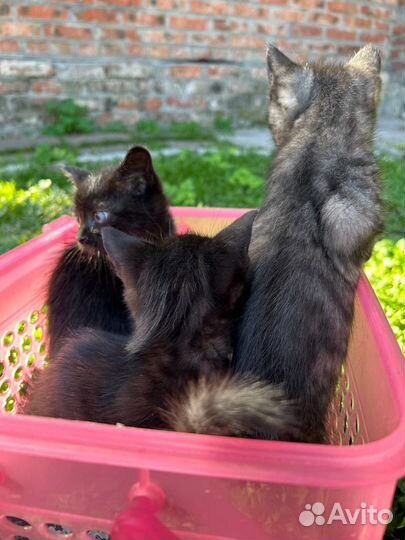 Котята кошки мышеловки