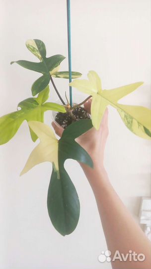 Филодендрон magic mask