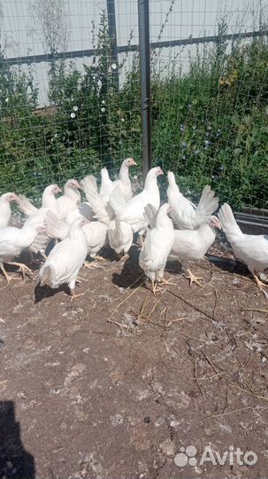 Курочки несушки